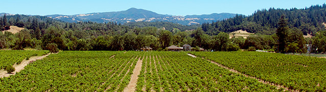 Our Vineyard