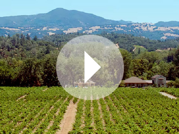 our vineyard